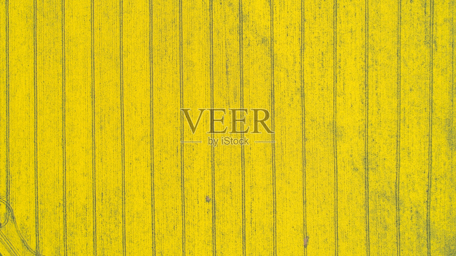 黄色油菜籽田的上下视图。栽培油菜籽种植园田照片摄影图片