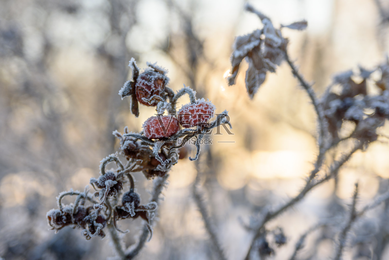 结霜的玫瑰果照片摄影图片