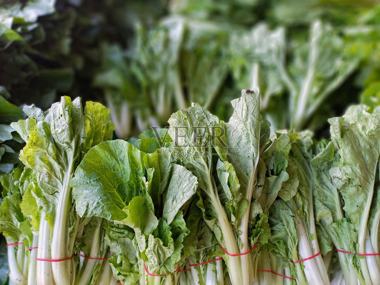 芥末特写照片摄影图片