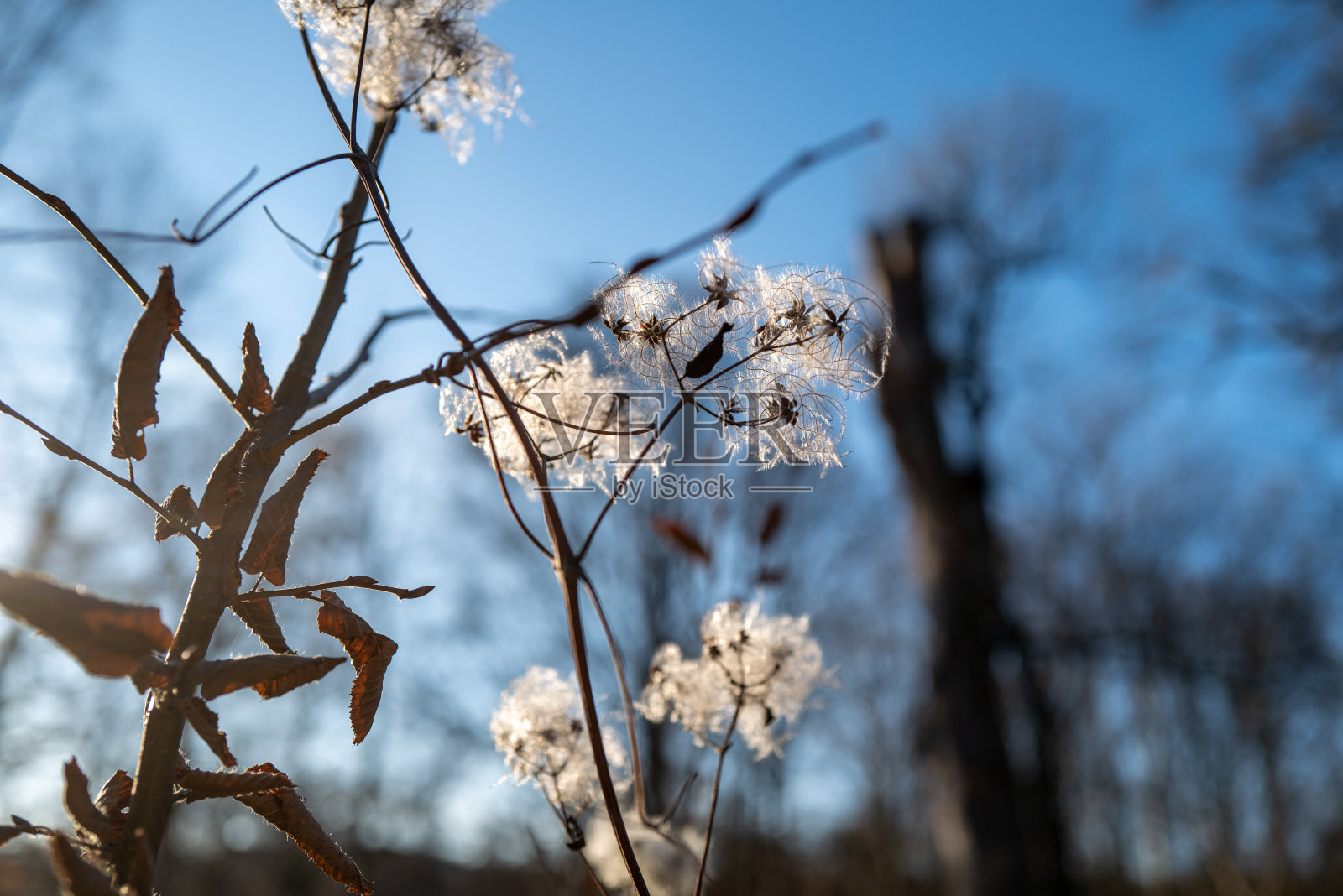 开花的灌木照片摄影图片