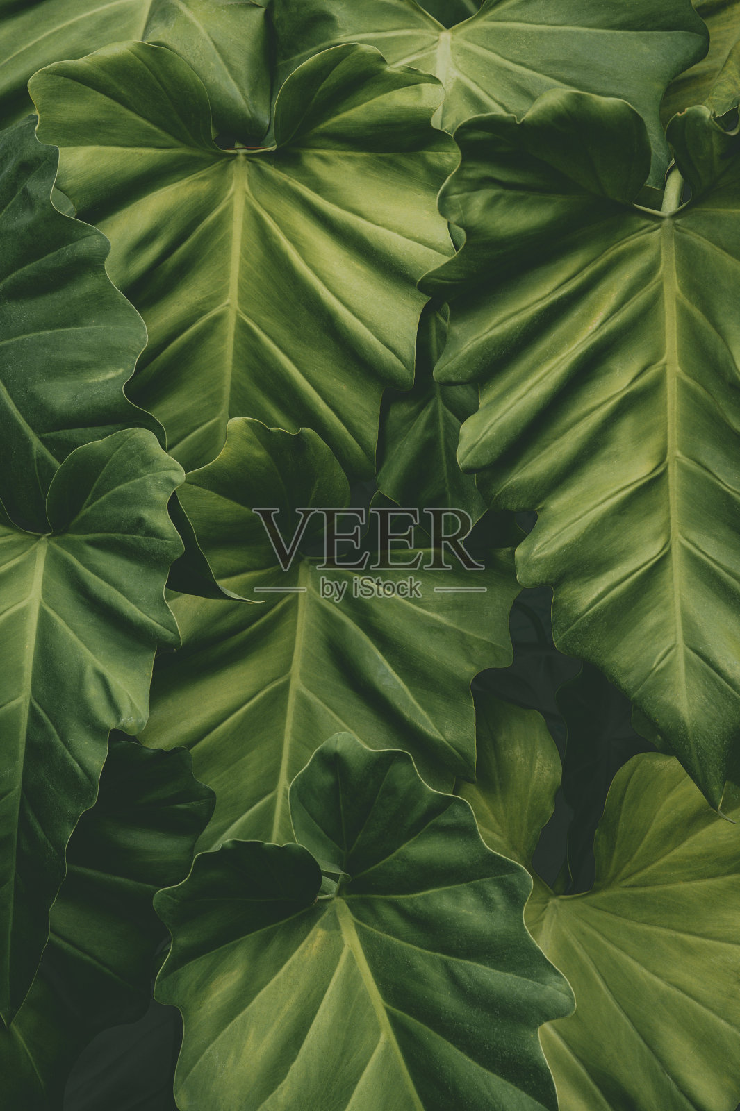 热带叶片，抽象绿叶纹理，自然背景照片摄影图片