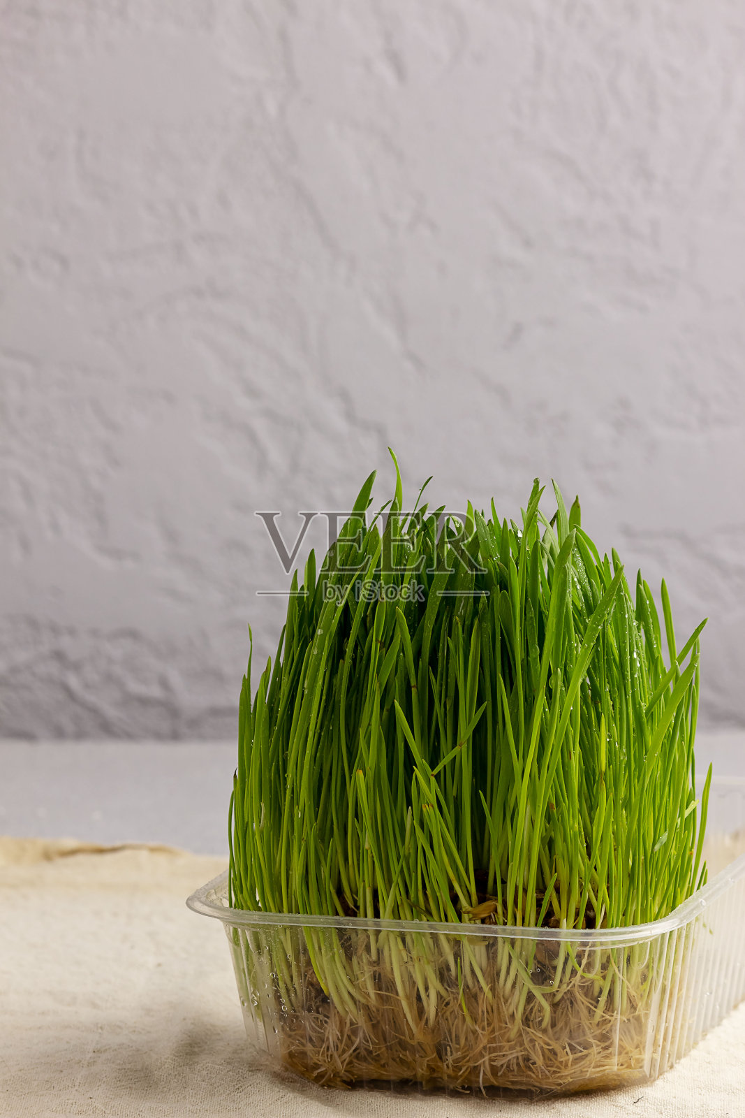 浅背景上的绿色小麦和谷物。在家里种植微绿色植物。新鲜的小麦芽。照片摄影图片