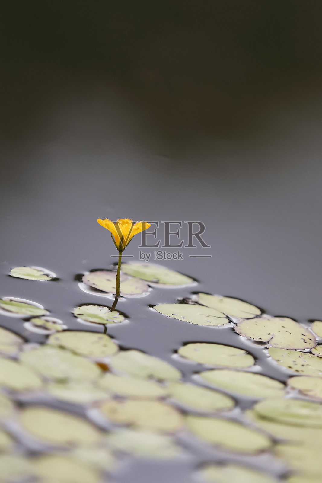 莲花照片摄影图片