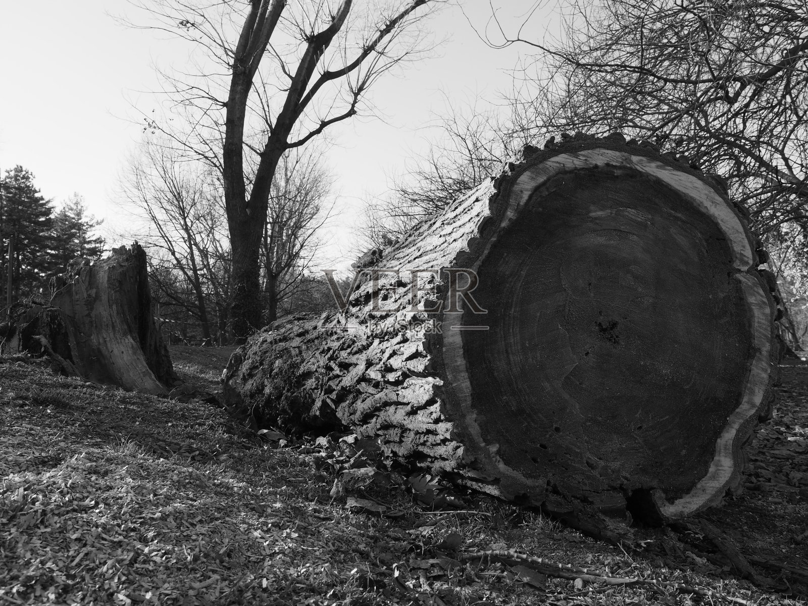 死去的植物照片摄影图片