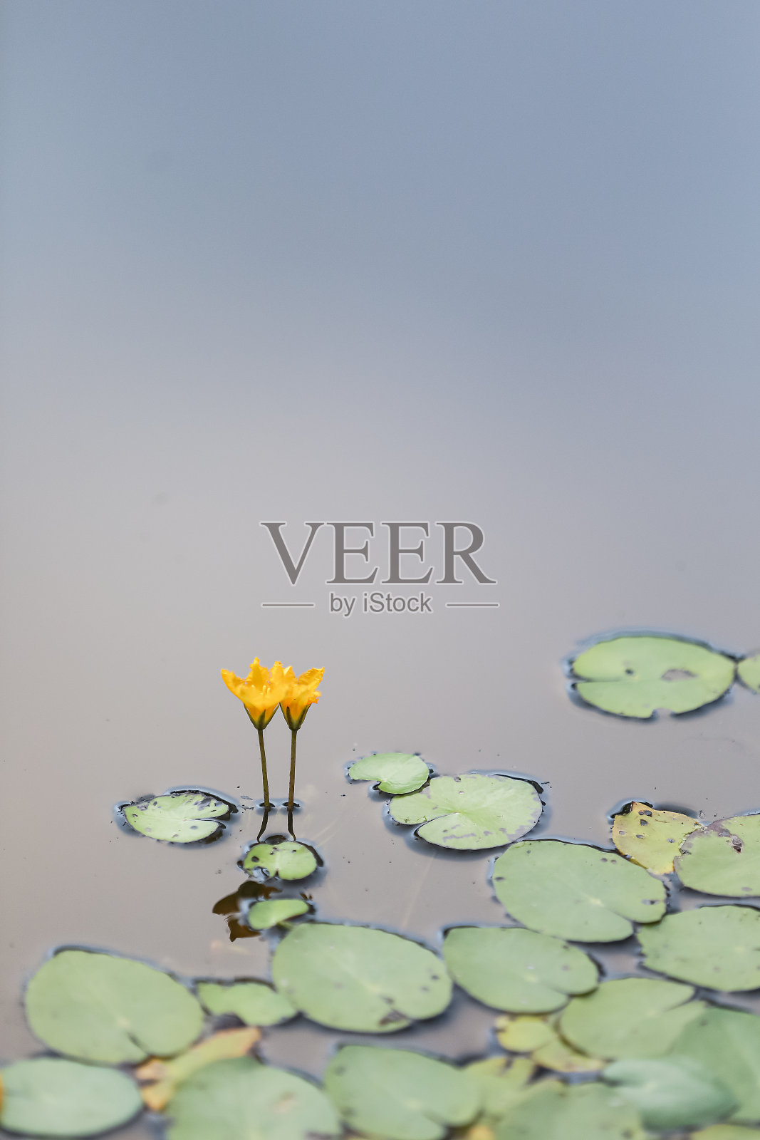 莲花照片摄影图片