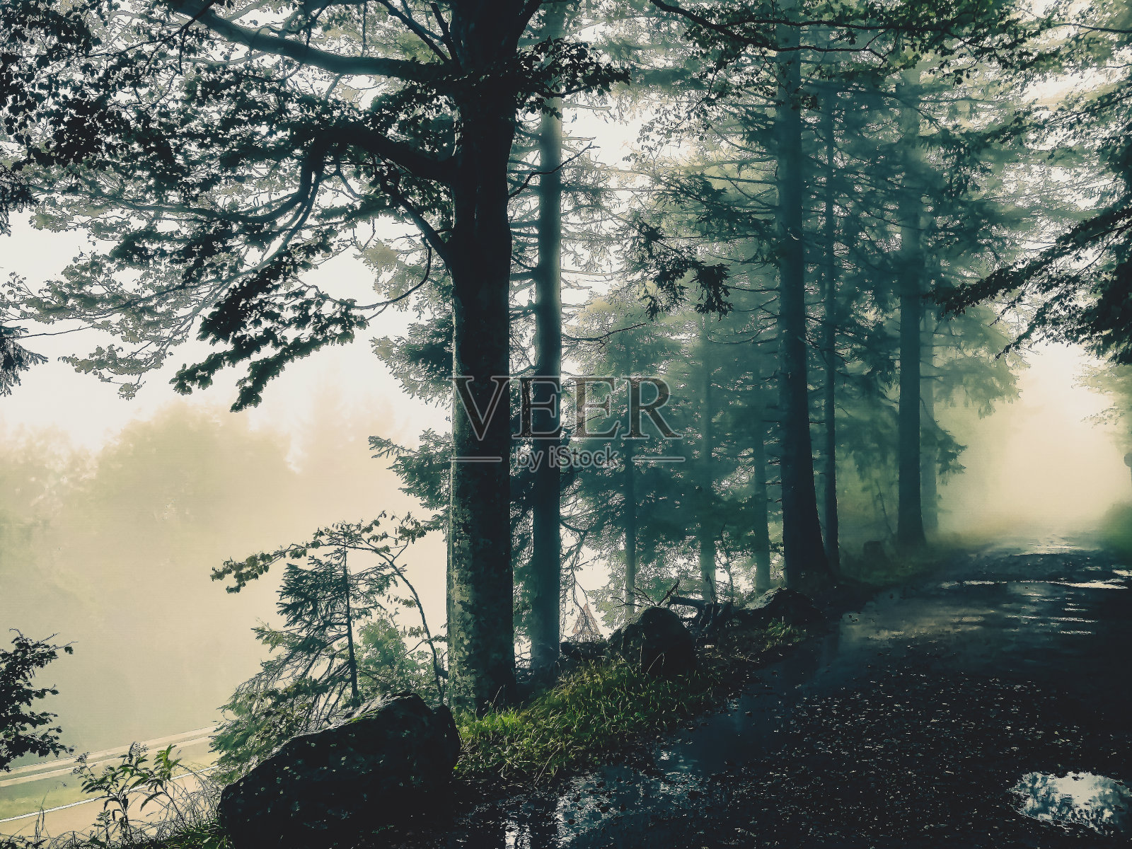 在德国的黑森林中穿行。照片摄影图片