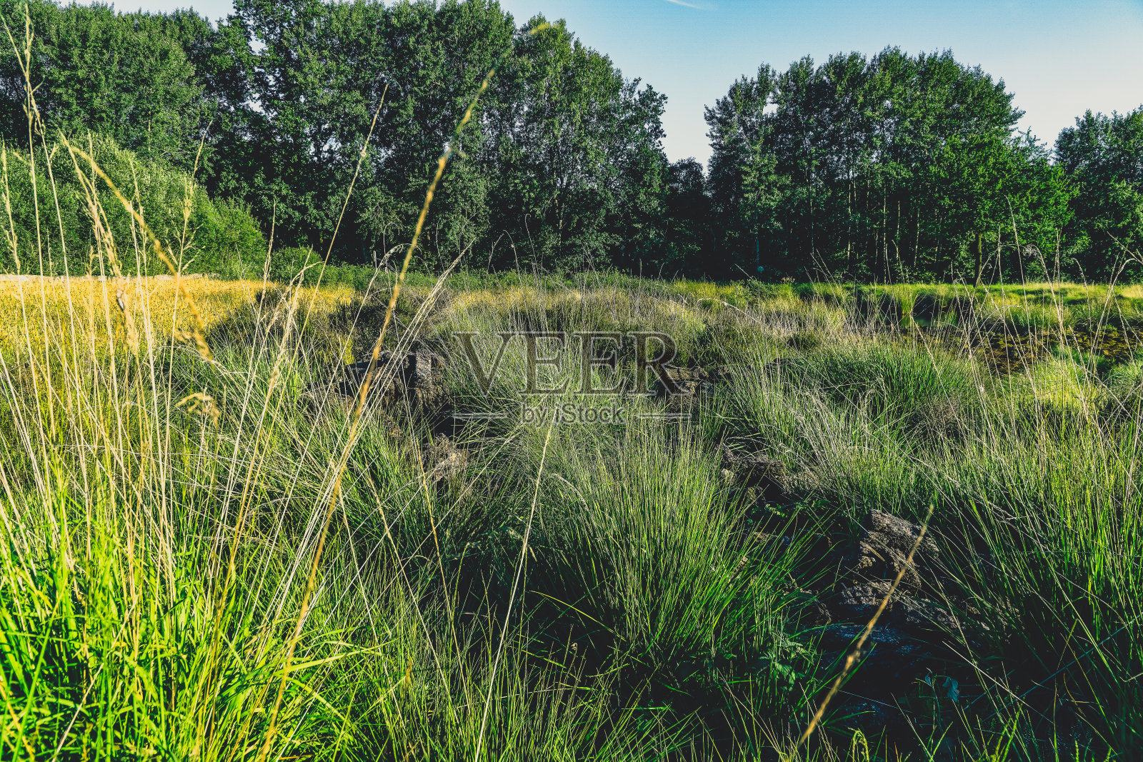 沼泽地区的植物。照片摄影图片