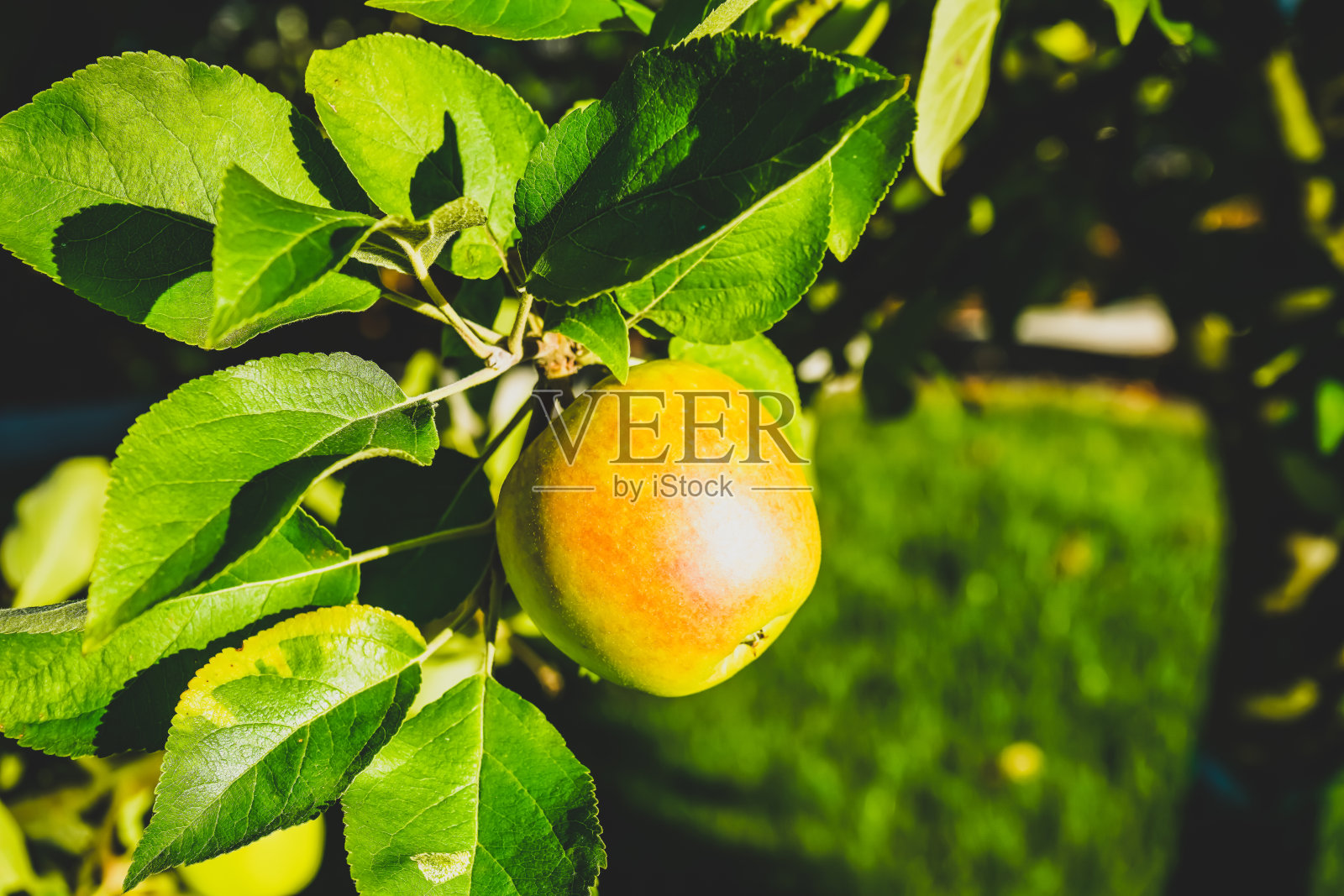 一个美丽的，绿色的，正在生长的苹果。照片摄影图片