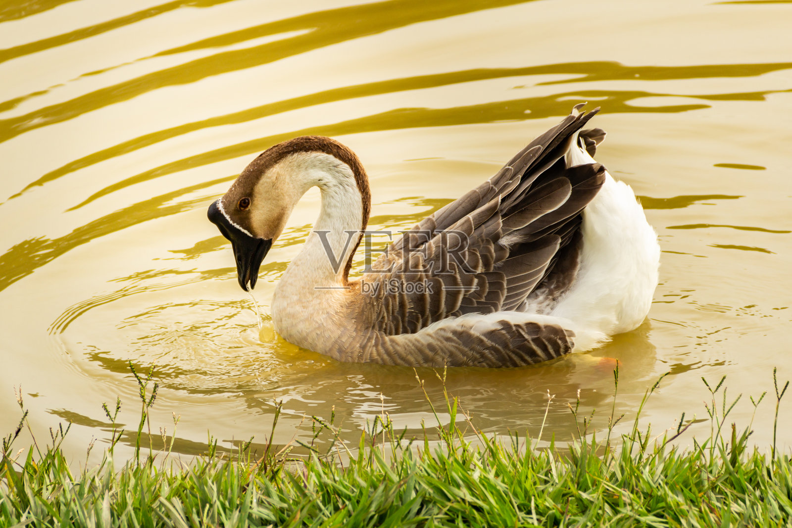 安瑟cygnoides。照片摄影图片