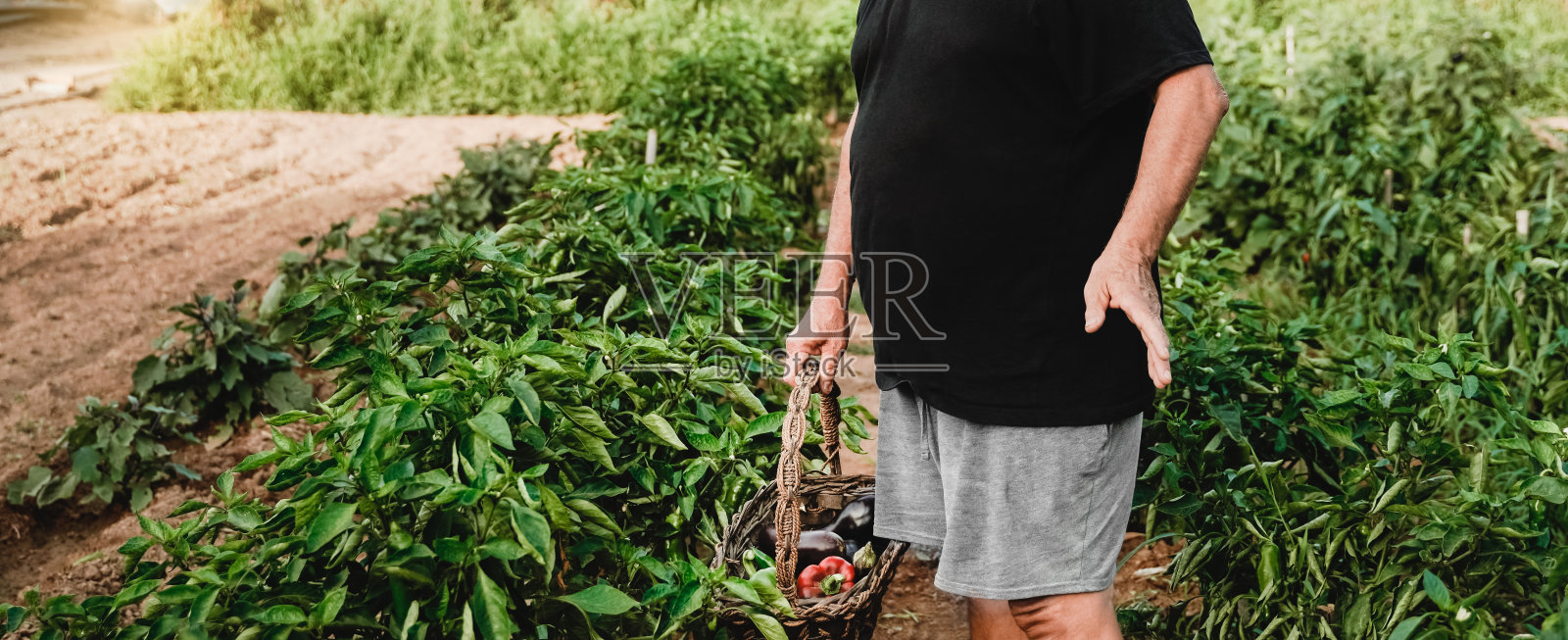 资深农民在城市花园工作，收获新鲜的茄子和蔬菜-重点是手拿篮子照片摄影图片