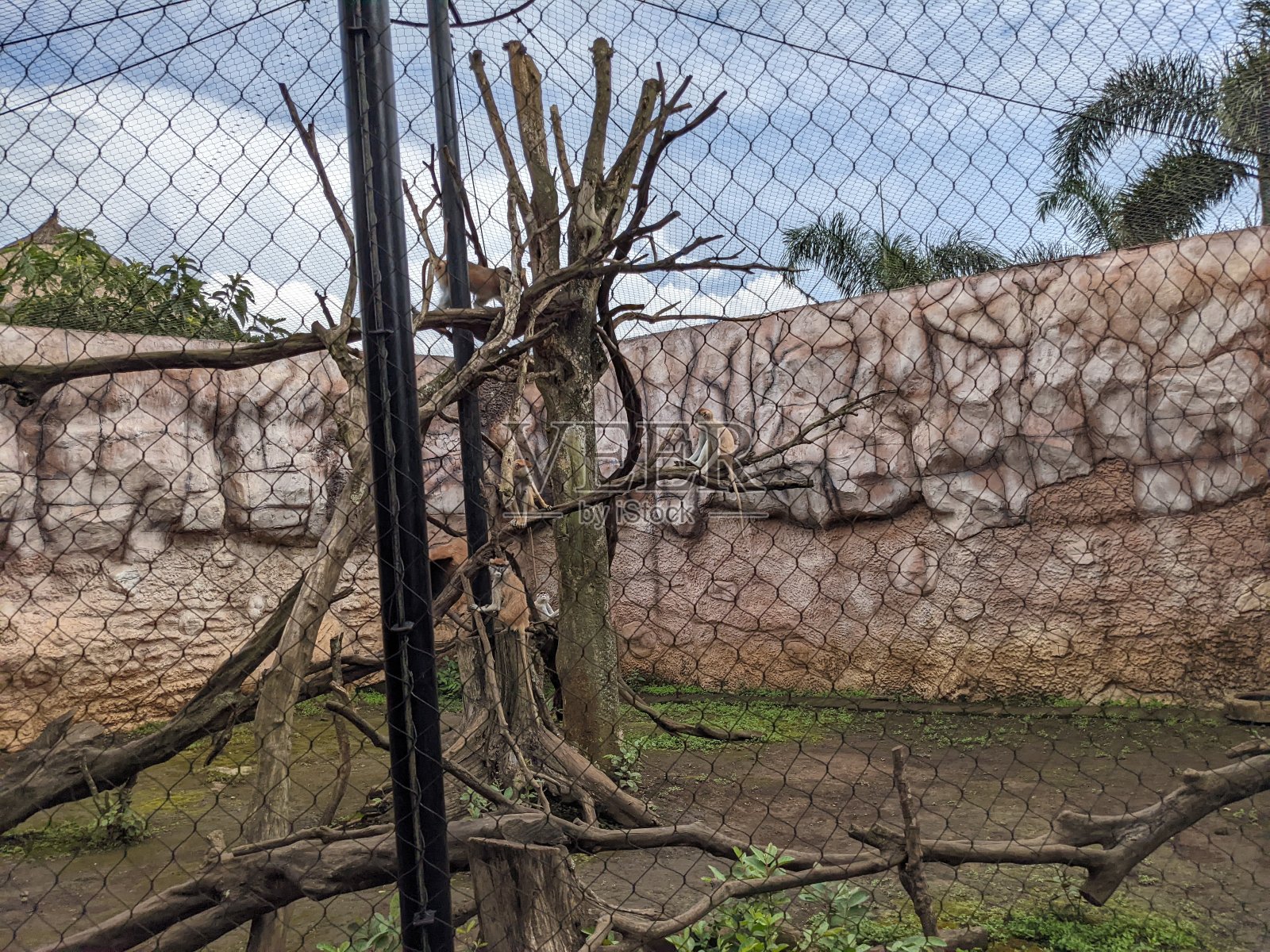 在动物园或动物公园与猴子和长颈鹿的家庭活动。照片摄影图片