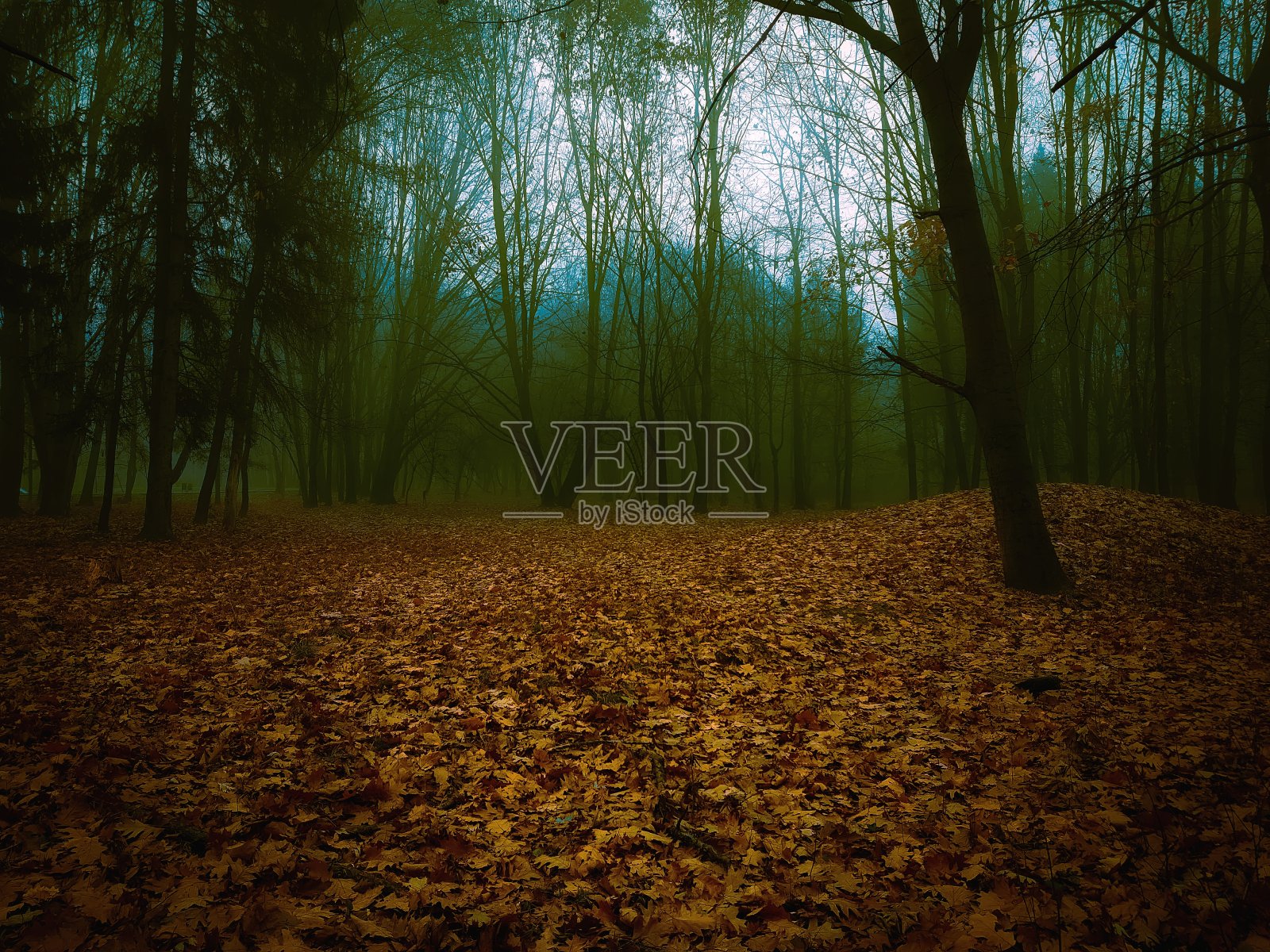 深秋迷雾中的神秘森林照片摄影图片