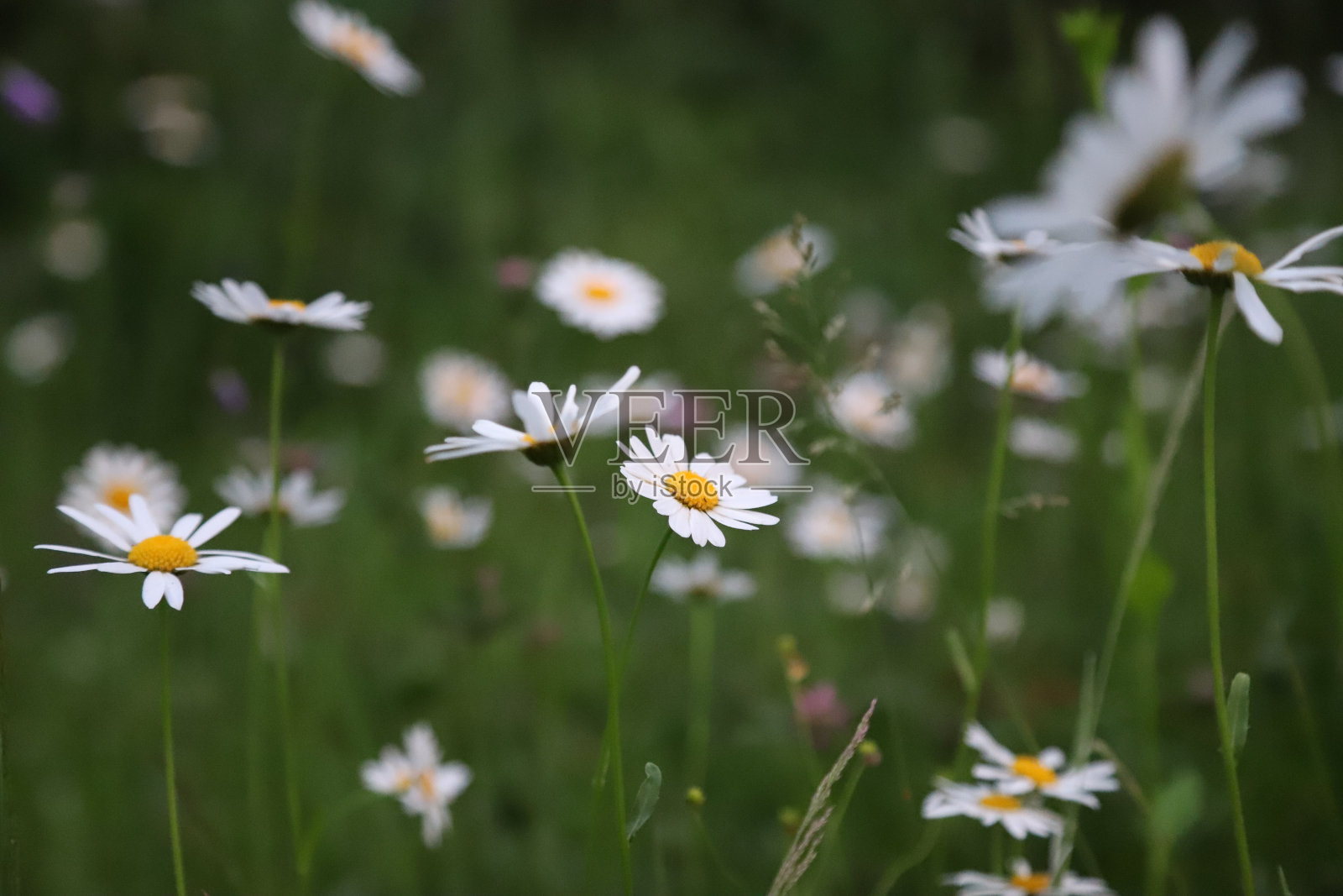 草地上的花照片摄影图片