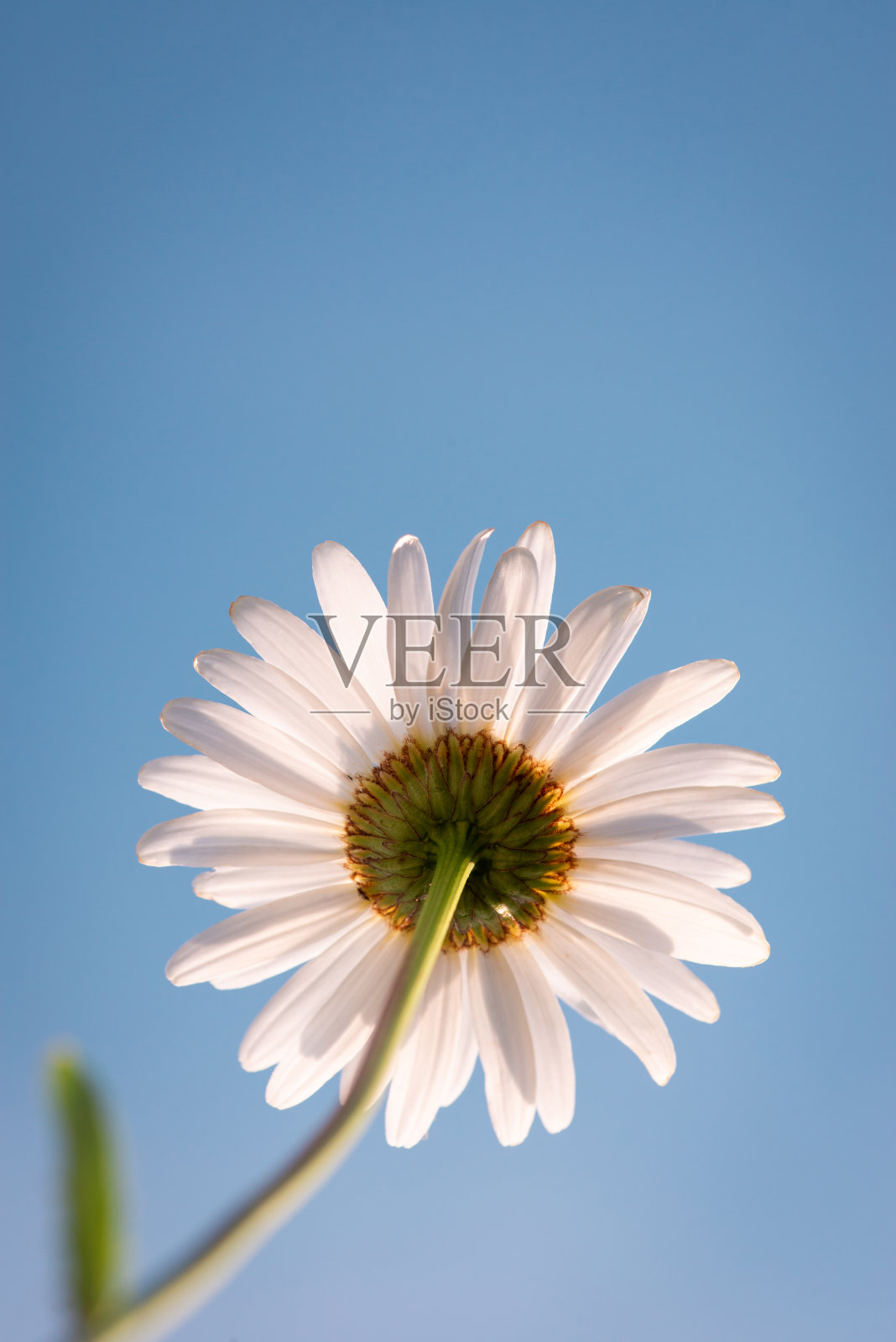 在明亮的蓝色天空下，田野里生长的洋甘菊的独特视角照片摄影图片