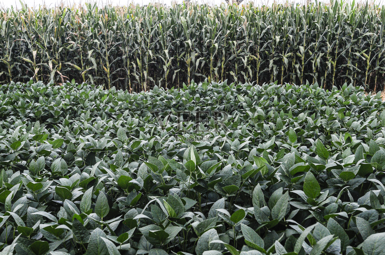 在农村土地上种植大豆苗木照片摄影图片