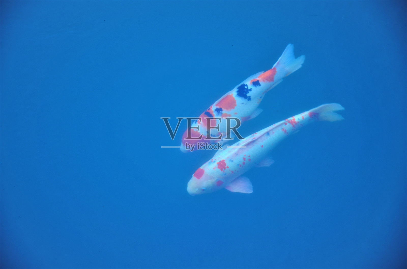 一对可爱的五颜六色的鲤鱼在河里游泳照片摄影图片