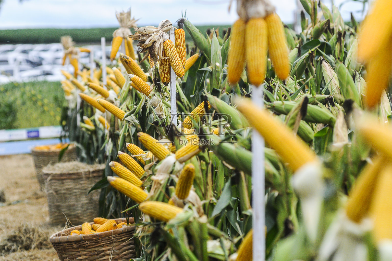 在一个乡村展览的种植园里剥了皮的玉米照片摄影图片