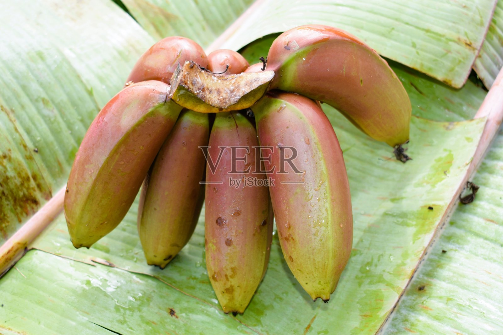 红香蕉香蕉罗莎死记硬背巴纳宁照片摄影图片