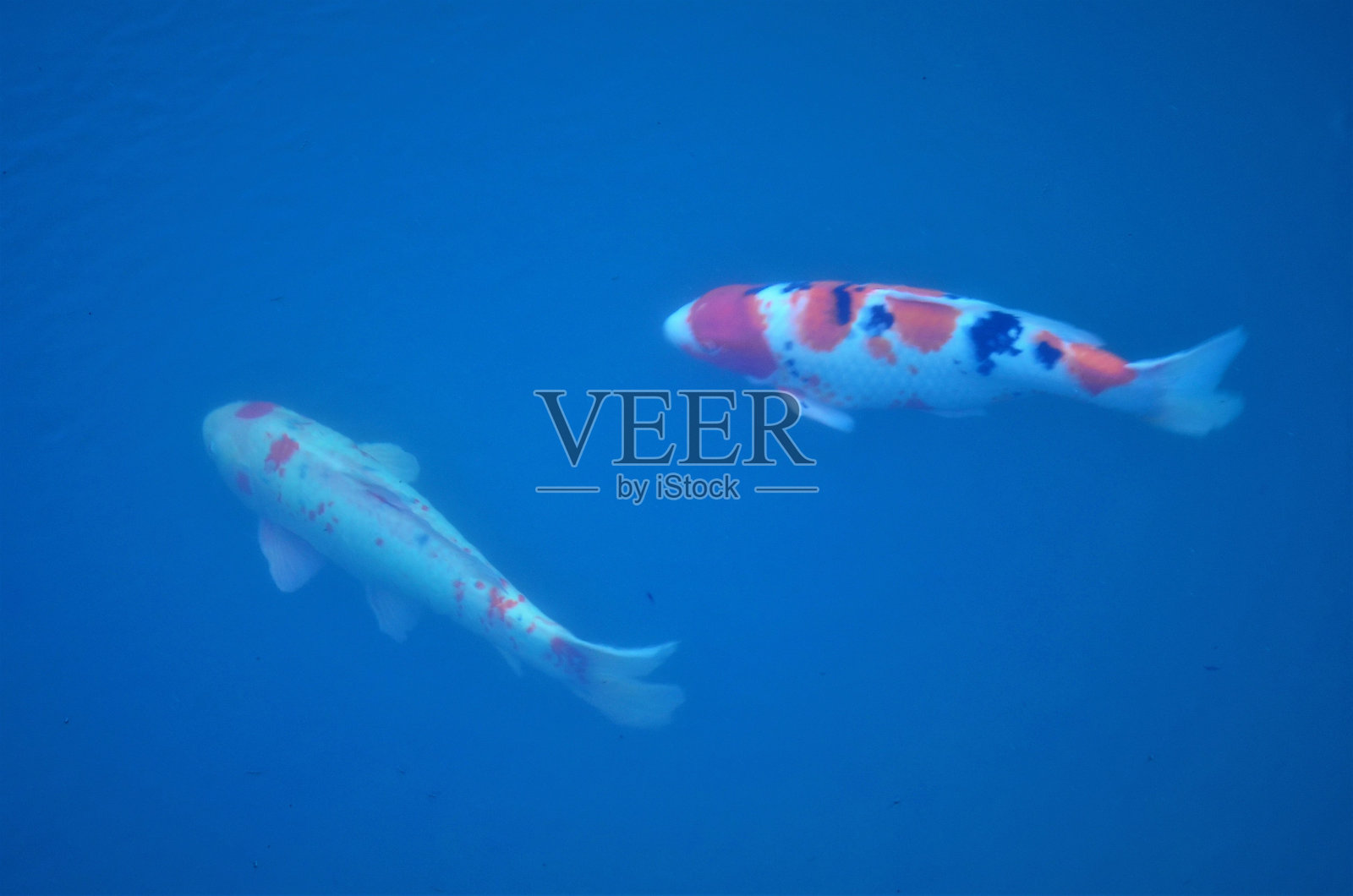 五颜六色的鲤鱼在河上静静地游泳照片摄影图片