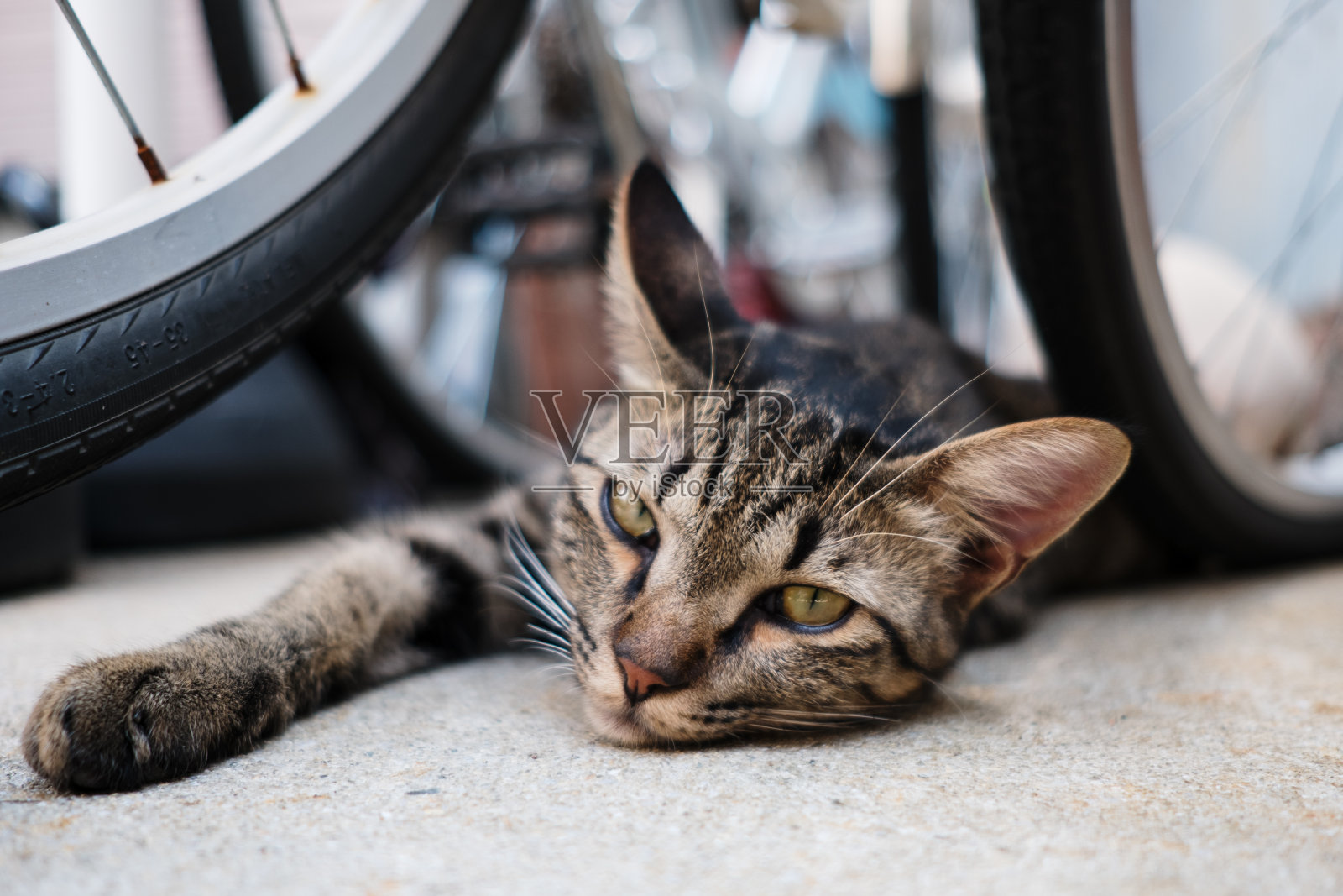 猫躺在自行车轮子之间照片摄影图片