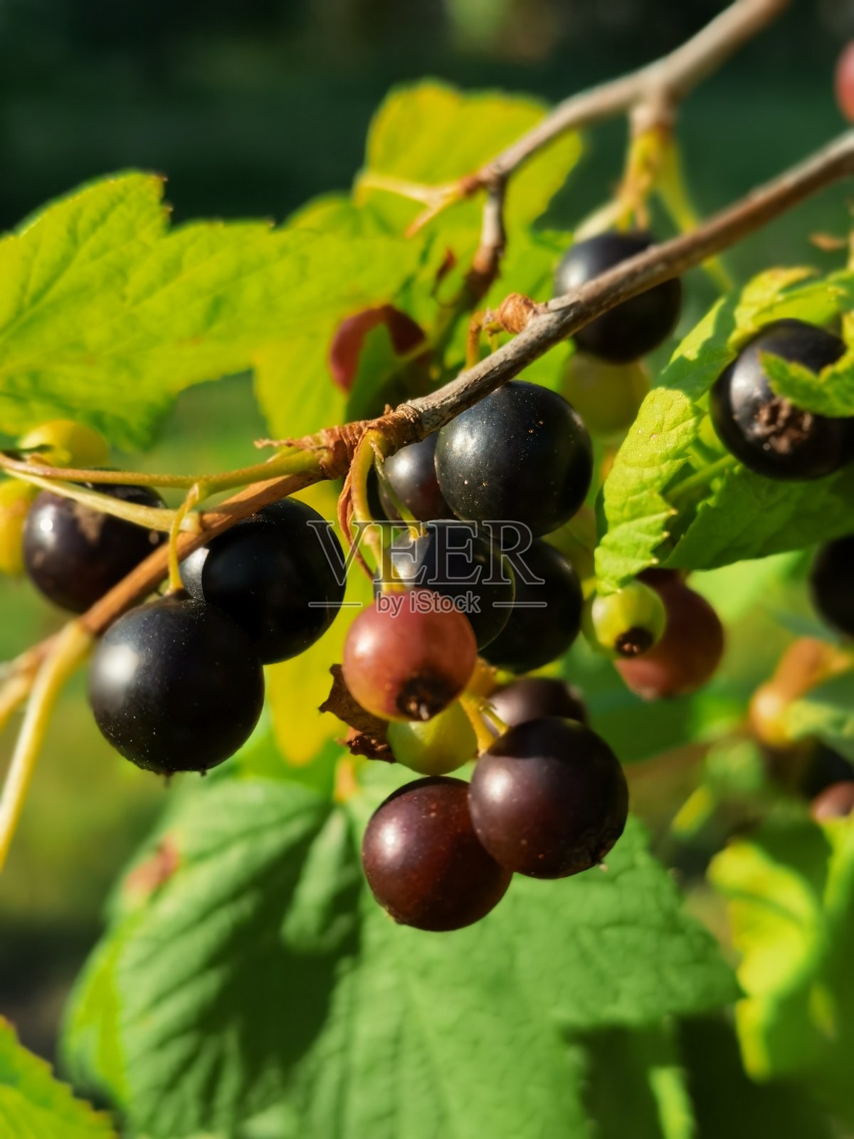 黑加仑子照片摄影图片