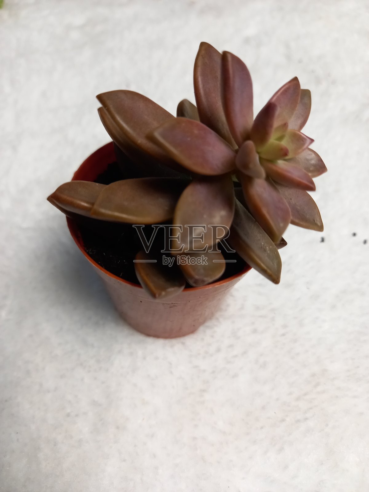 多汁自然生境中的植物照片摄影图片