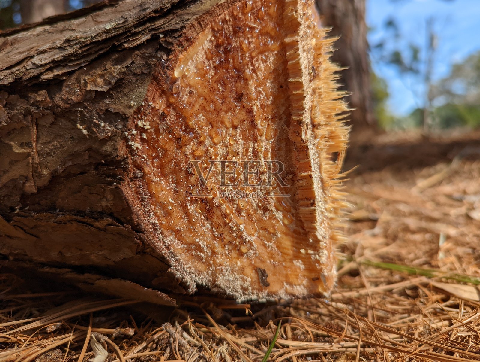Sap长叶松照片摄影图片