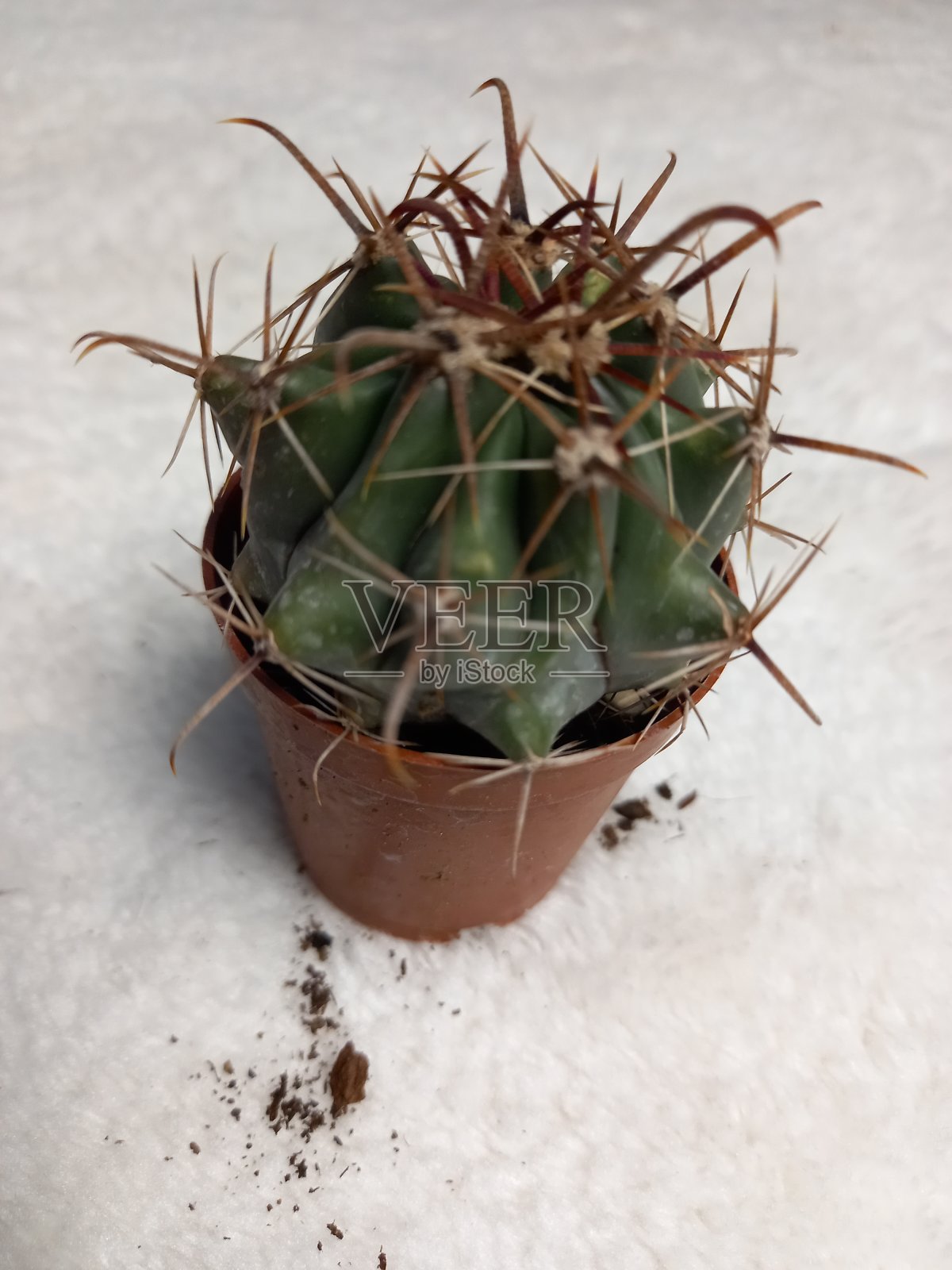 多肉植物自然栖息地照片摄影图片