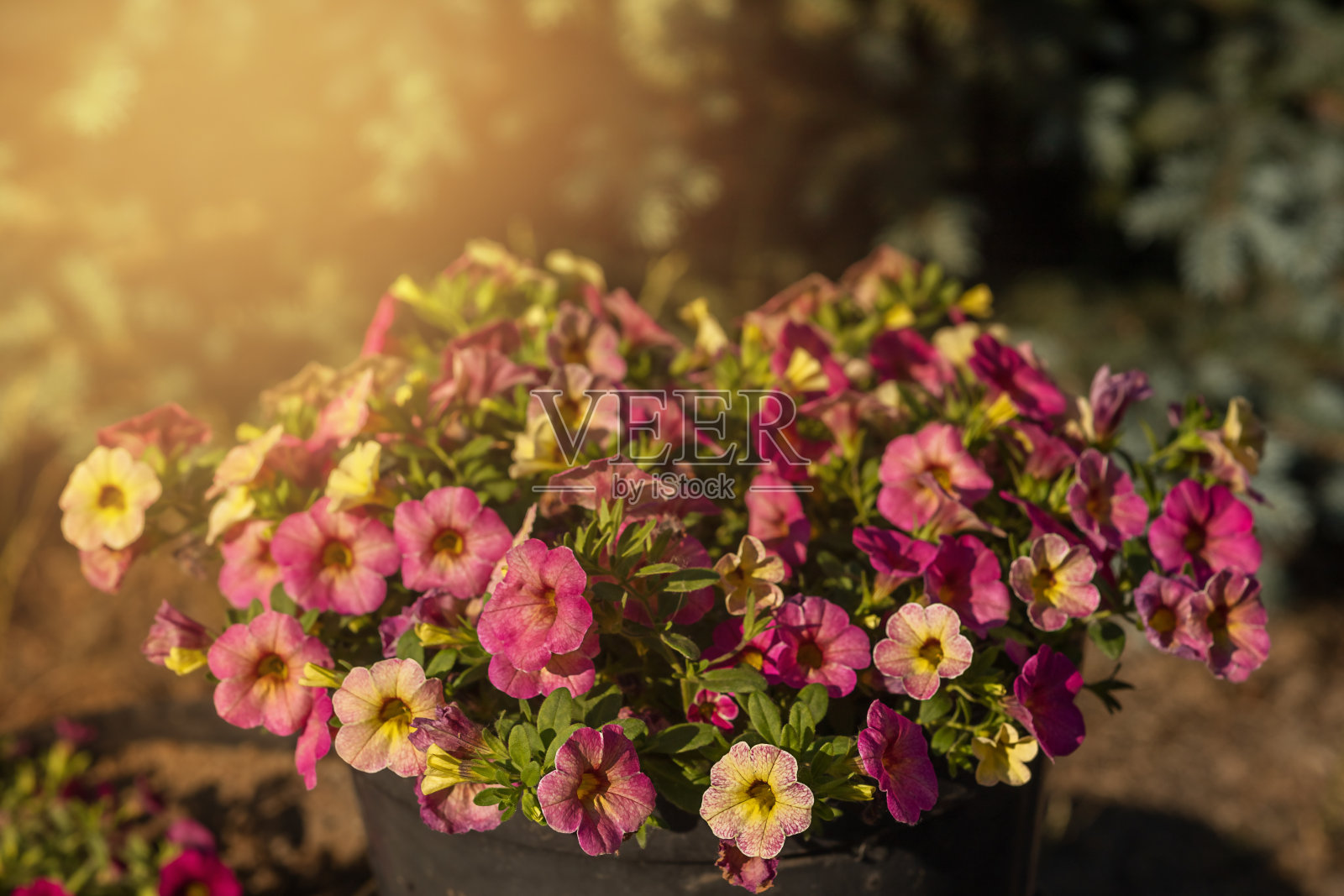 盛开的花园花与紫罗兰花瓣在夏季特写摄影。照片摄影图片