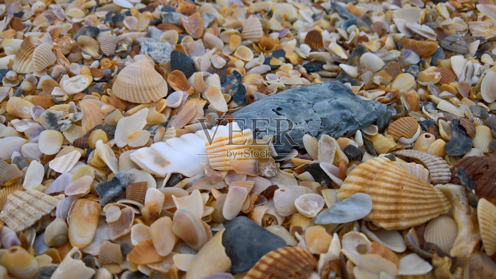 灰色和白色的贝壳照片摄影图片