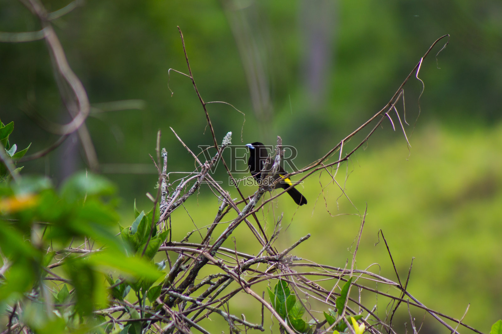 鸟照片摄影图片