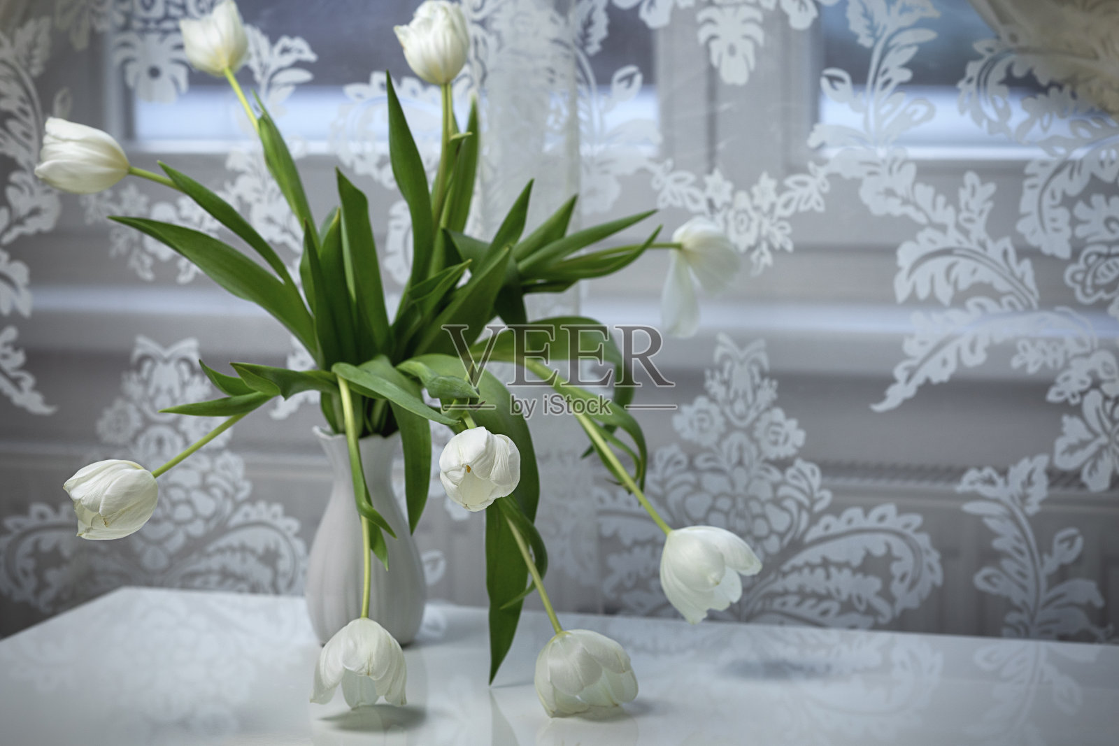 白色桌子上白色花瓶里的一束白色郁金香照片摄影图片
