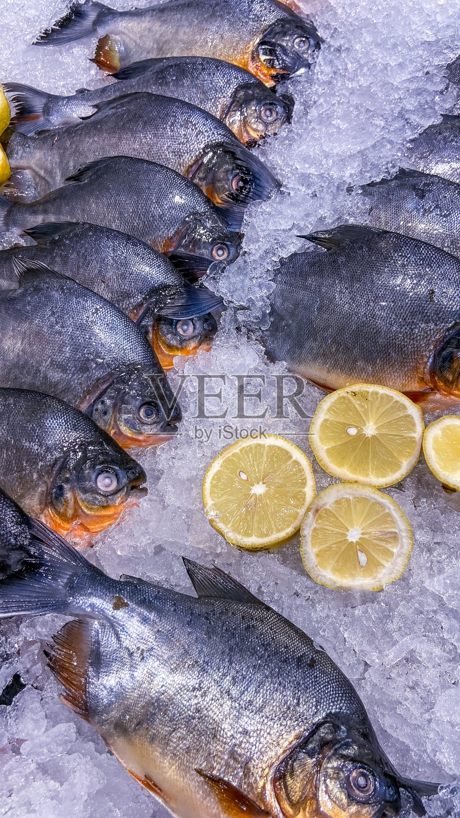 鲳鱼鱼照片摄影图片