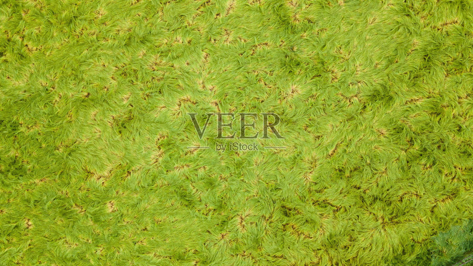 大雨过后，田里的草折了起来。照片摄影图片