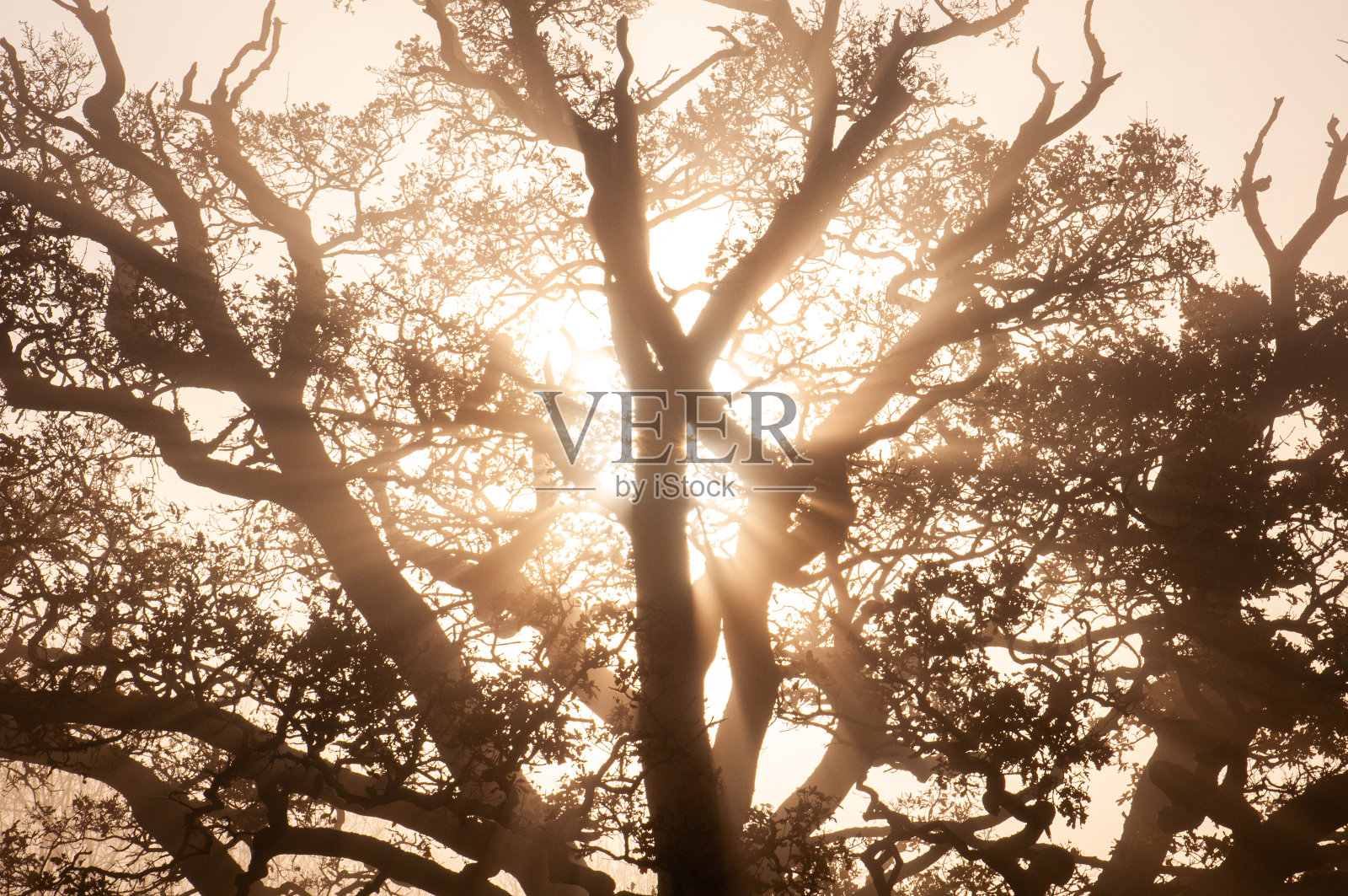 老橡树，在阳光下，日落。照片摄影图片