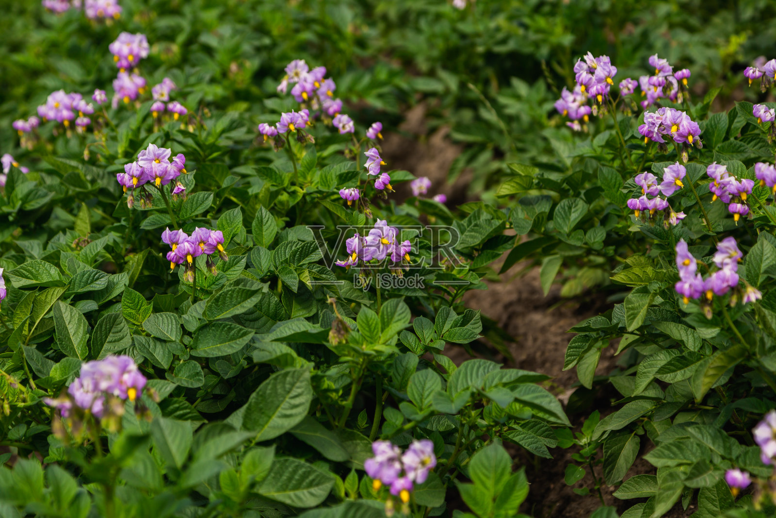 近马铃薯作物紫色花照片摄影图片