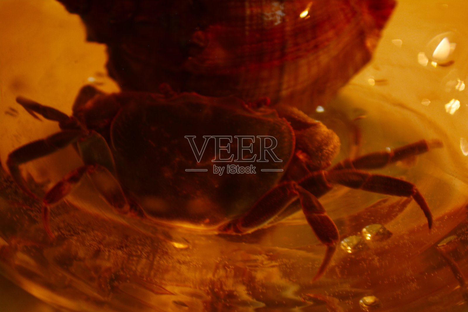 蟹照片摄影图片