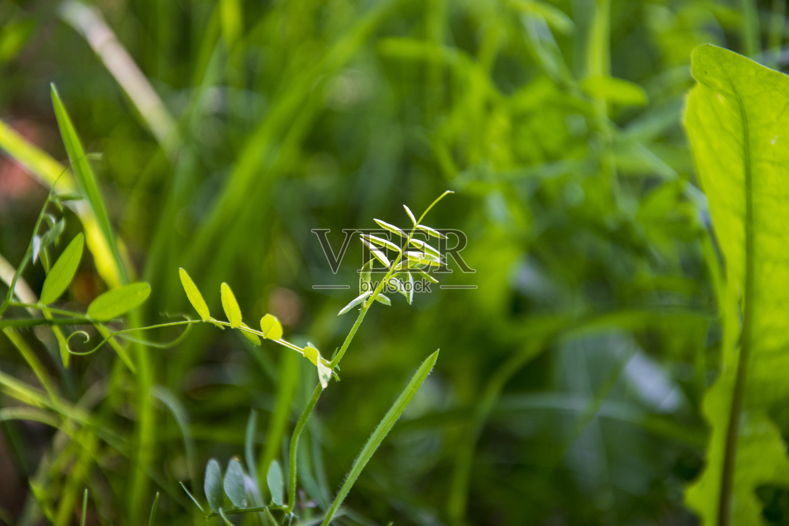 绿色植物的背景照片摄影图片