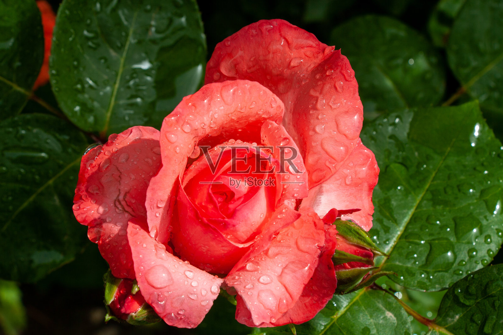 单滴红玫瑰照片摄影图片