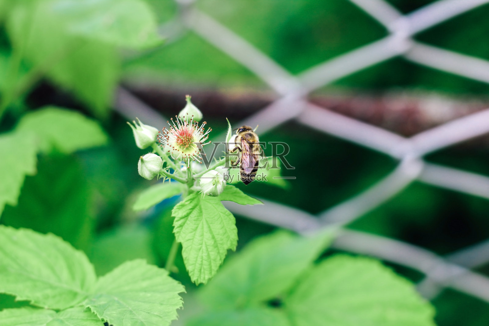 盛开的黑莓手机。花园和森林浆果的授粉密切相关照片摄影图片