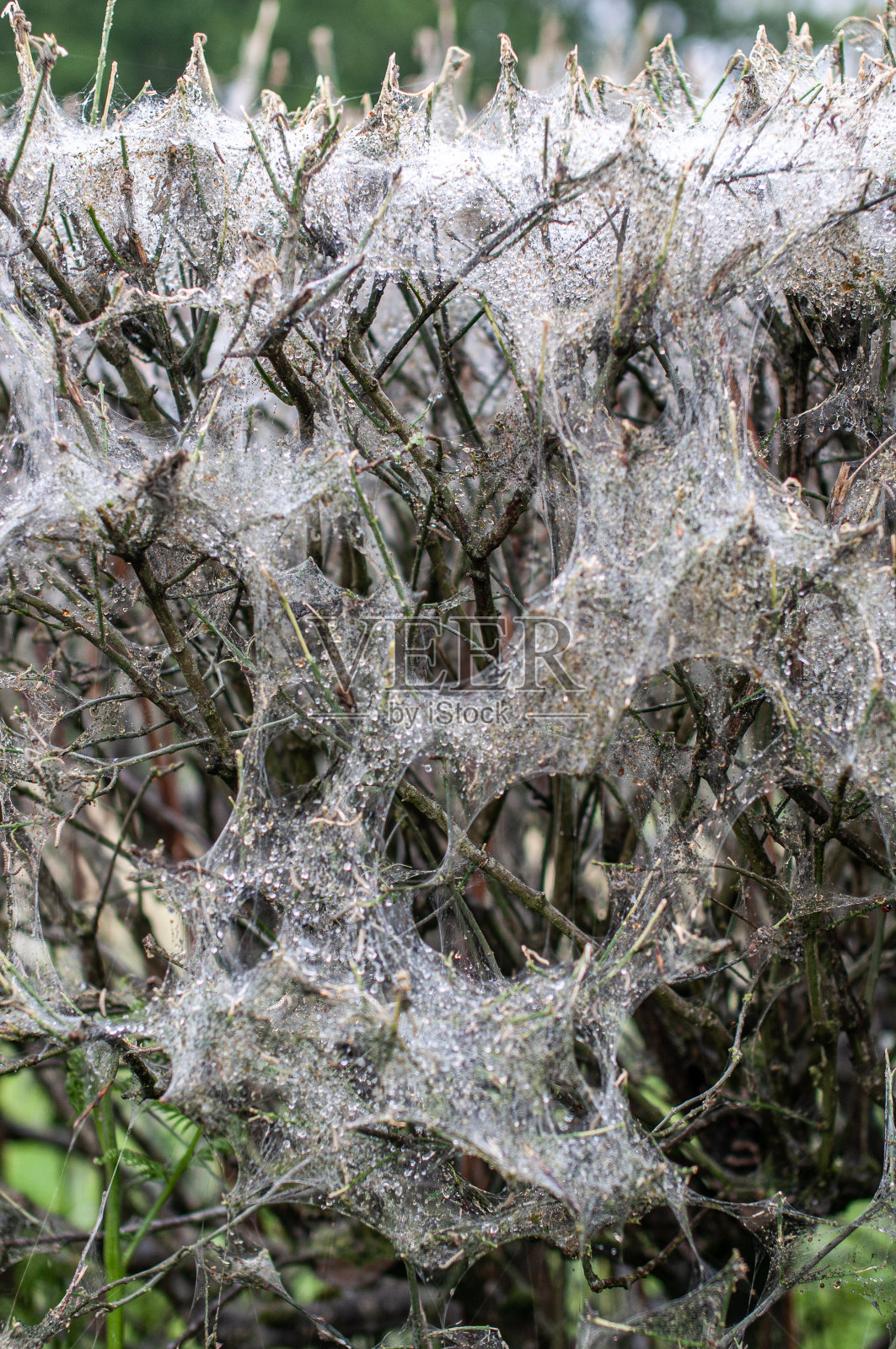 树篱上布满了一群蜘蛛。照片摄影图片