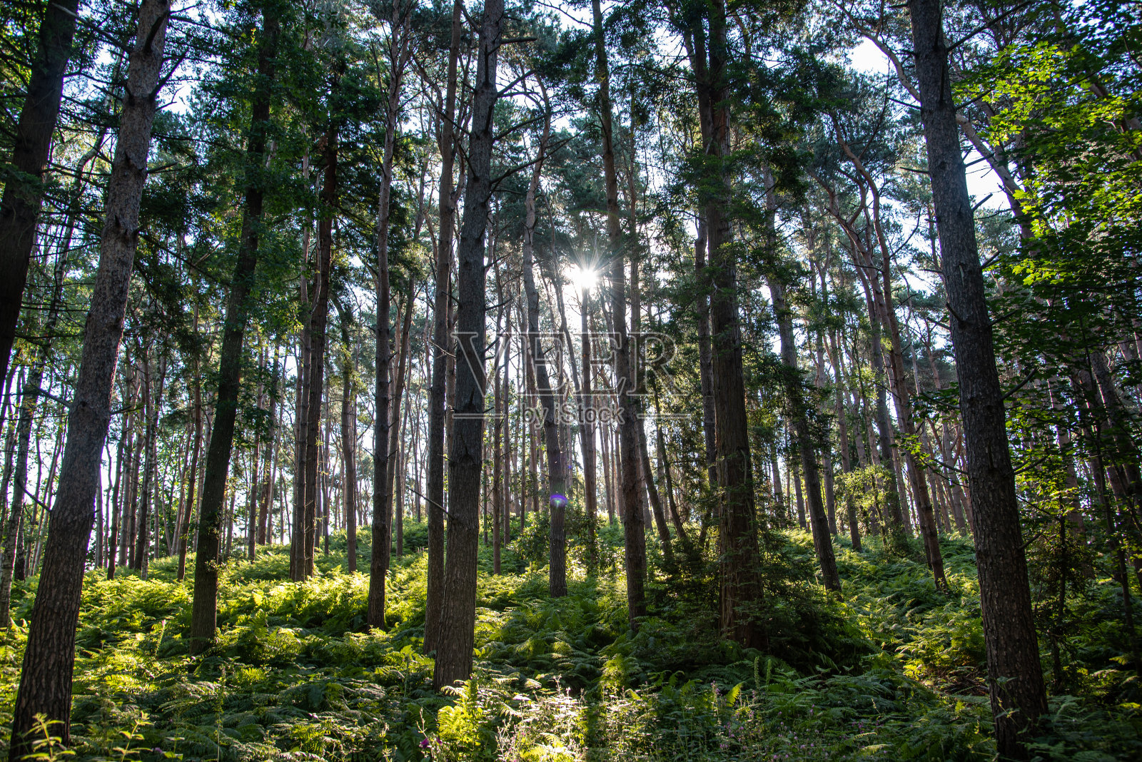 森林里长满了蕨类植物。照片摄影图片