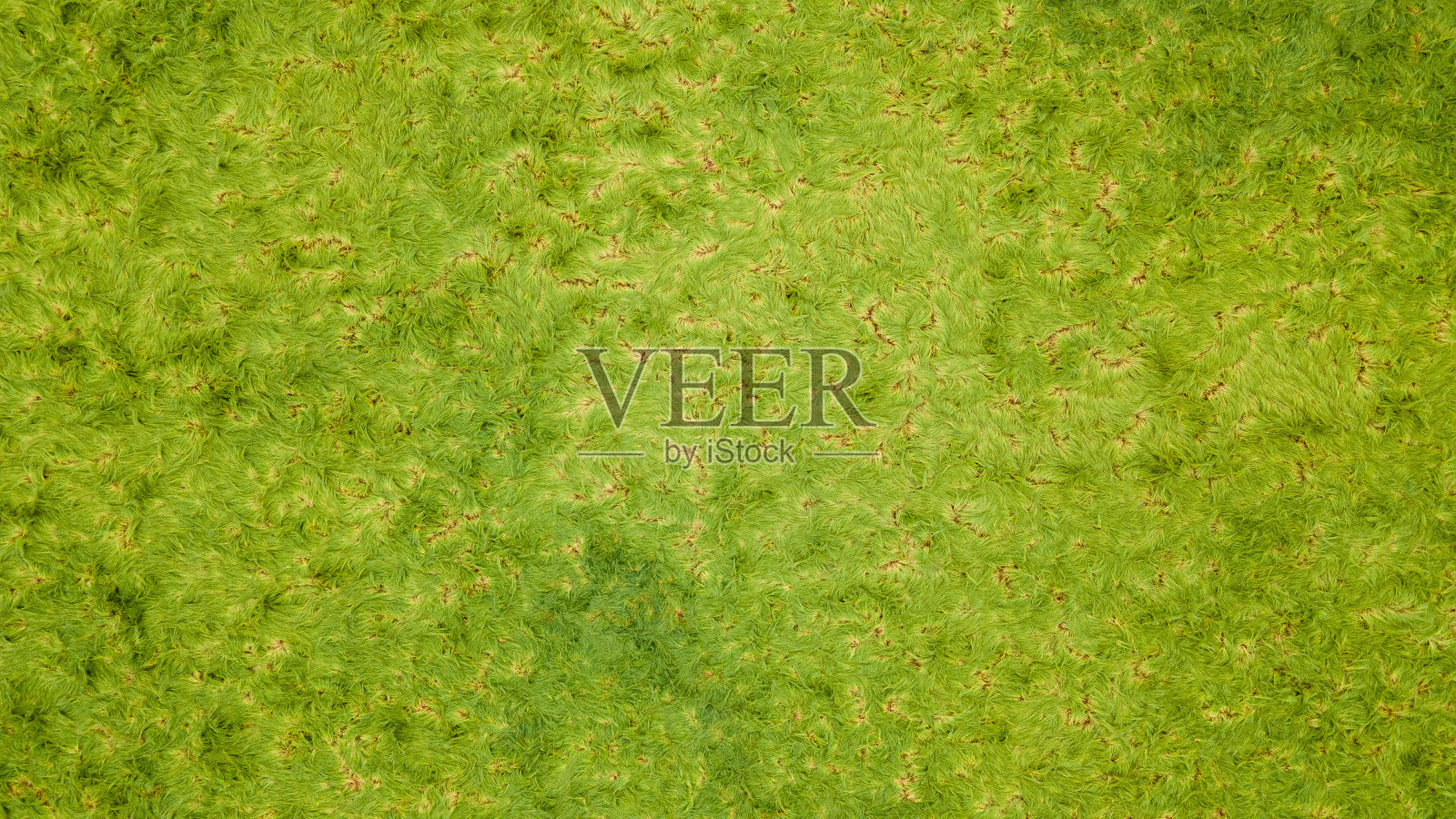 大雨过后，田里的草折了起来。照片摄影图片