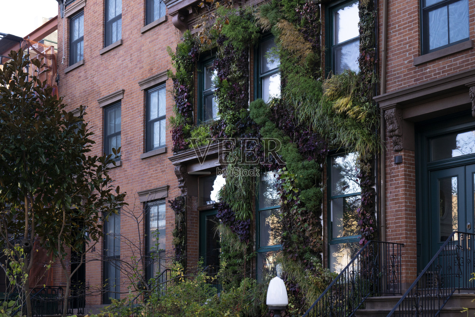 纽约布鲁克林，一幢褐砂石的红砖公寓楼，墙上爬满了常春藤照片摄影图片