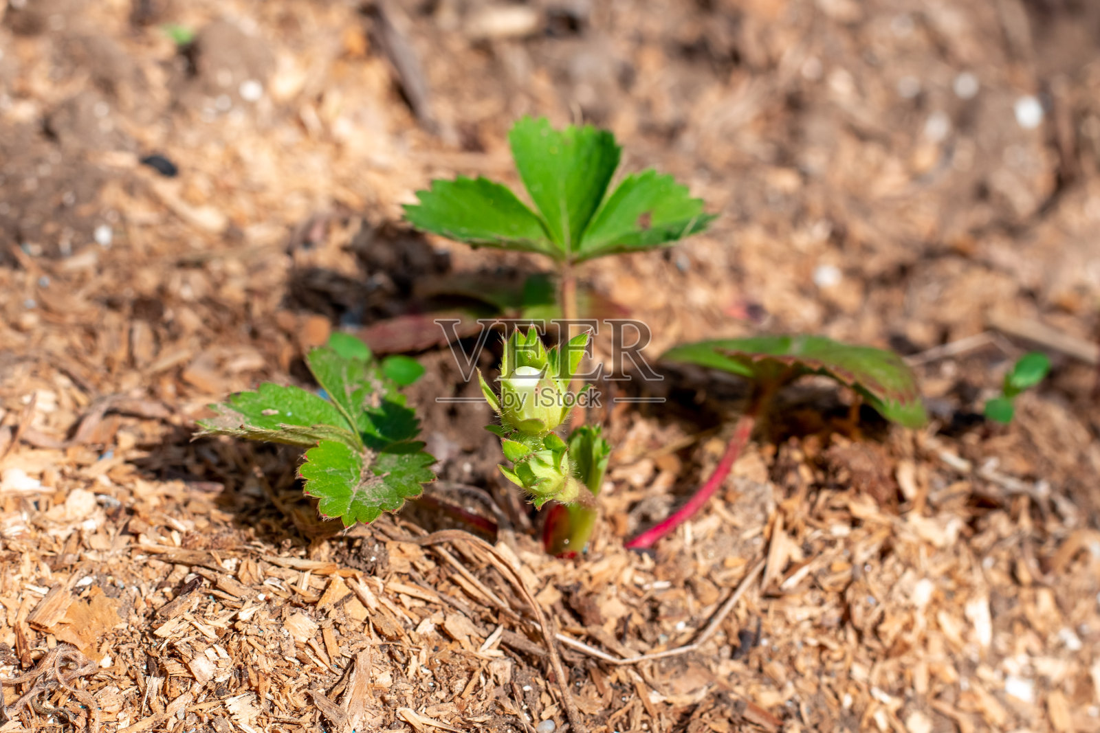 一株长着肿胀花蕾的草莓幼苗。草莓的繁殖栽培照片摄影图片