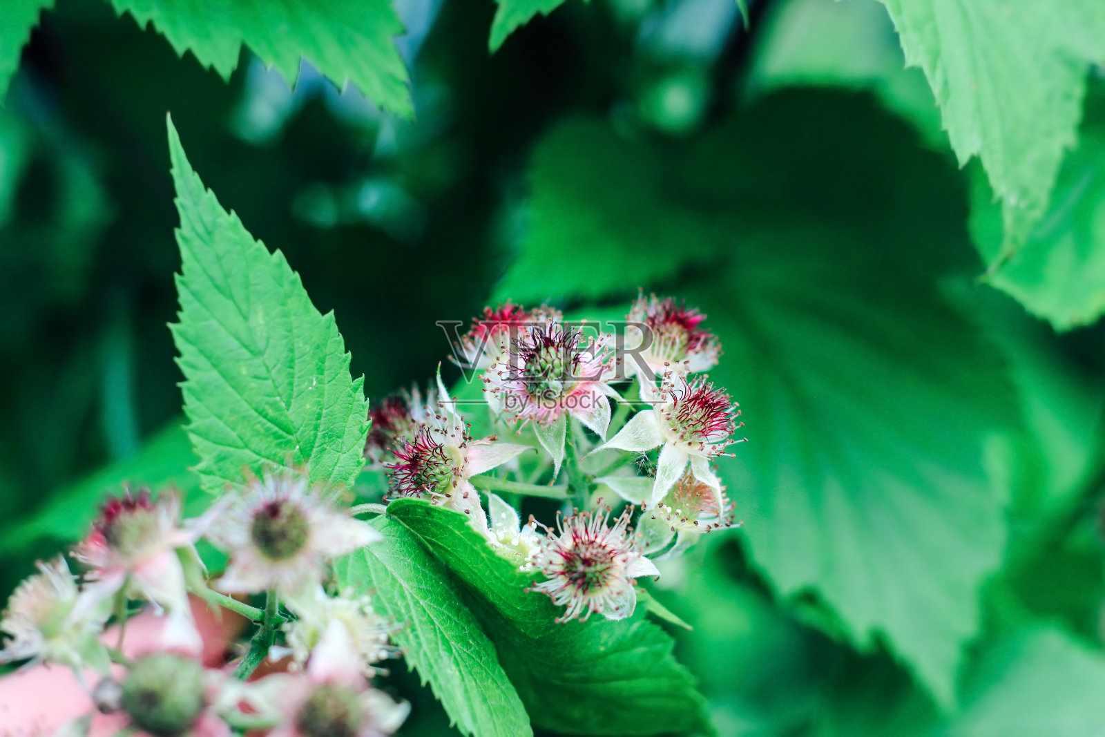 盛开的黑莓手机。花园和森林浆果的授粉密切相关照片摄影图片