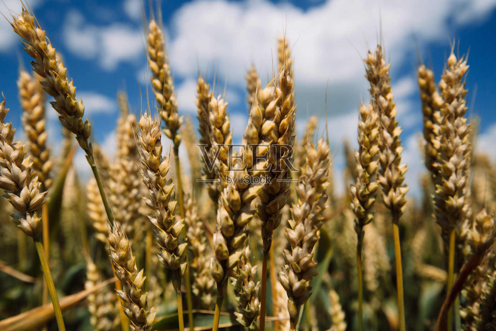 近距离拍摄成熟的麦穗与美丽的天空和云彩。照片摄影图片