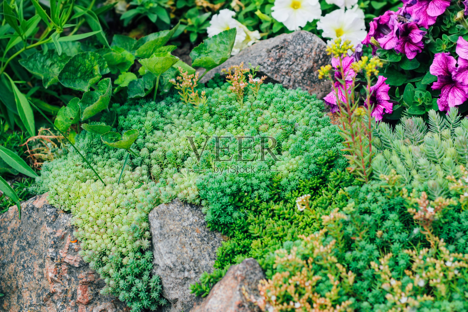阿尔卑斯风格的花坛，用石头和多肉植物照片摄影图片