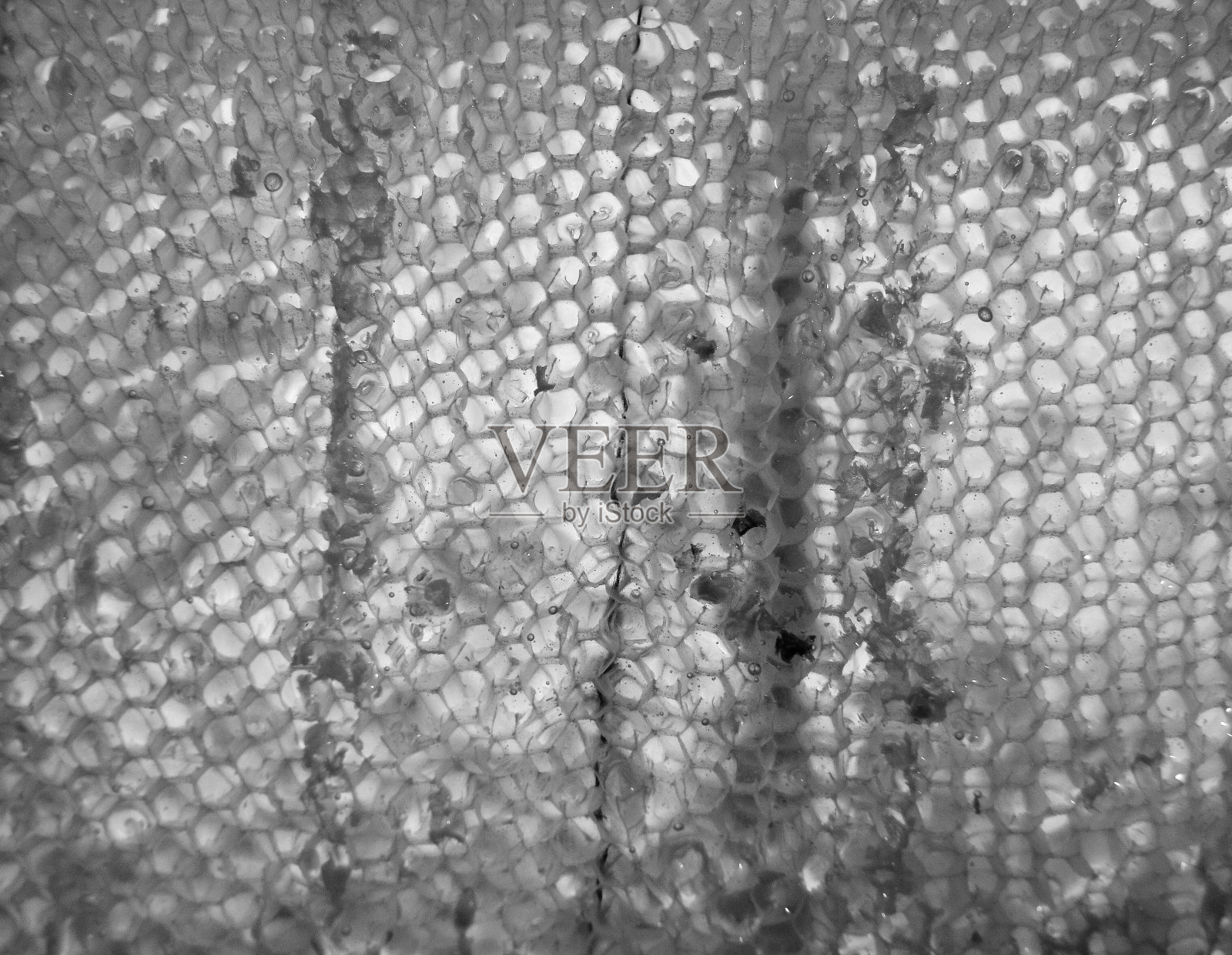 蜂窝照片摄影图片