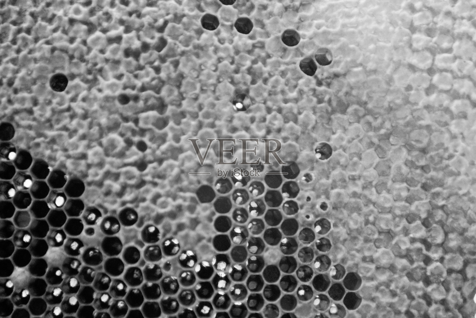 蜂窝照片摄影图片